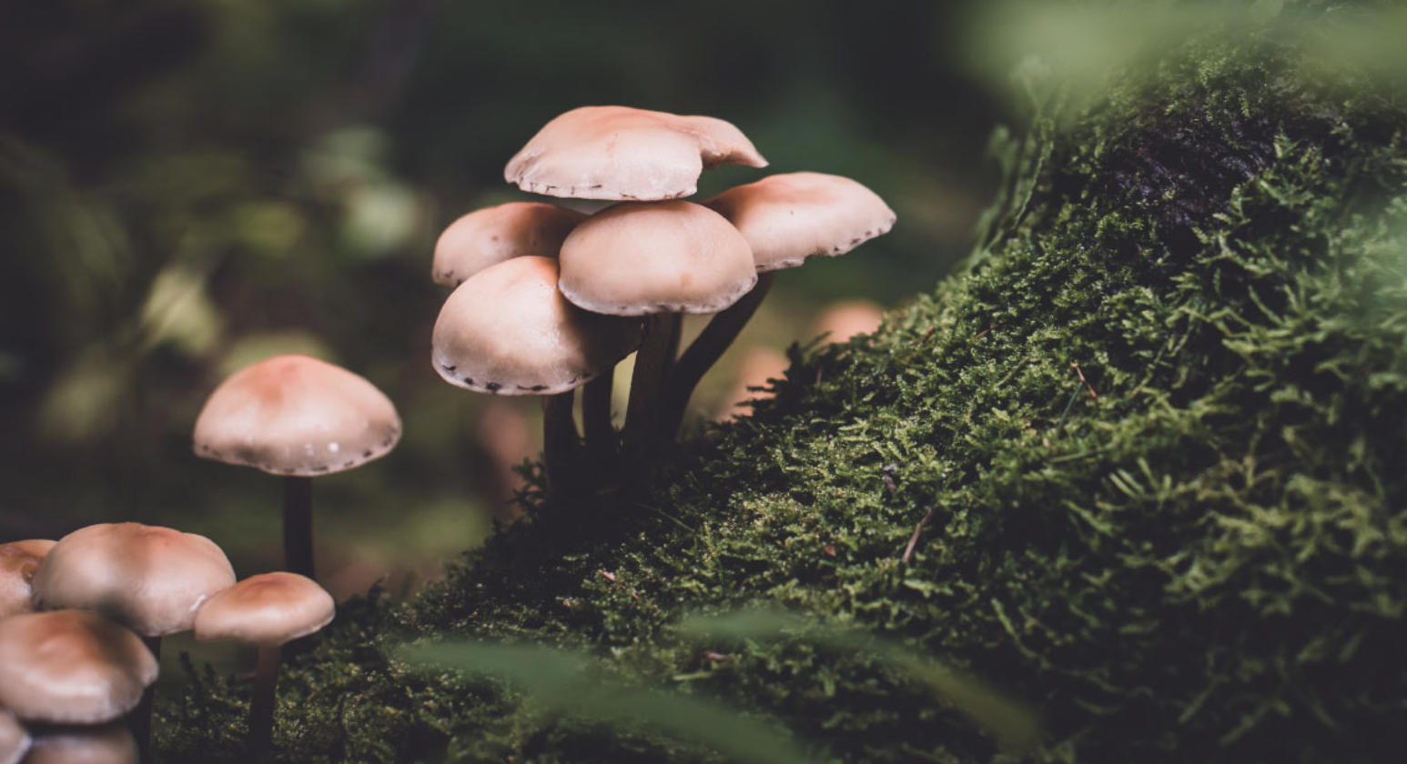 Role of Fungi in Agriculture